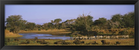 Framed Herd of Zebra (Equus grevyi) and African Buffalo (Syncerus caffer) in a field, Uaso Nyrio River, Samburu, Kenya Print