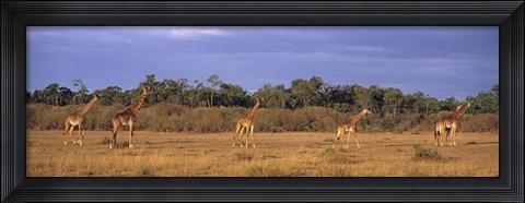 Framed View Of A Group Of Giraffes In The Wild, Maasai Mara, Kenya Print
