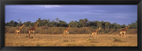 Framed View Of A Group Of Giraffes In The Wild, Maasai Mara, Kenya Print