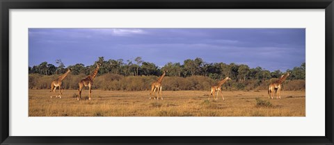 Framed View Of A Group Of Giraffes In The Wild, Maasai Mara, Kenya Print