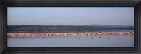 Framed Africa, Kenya, Lake Nakuru National Park, Lake Nakuru, Flamingo birds in the lake Print