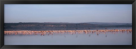 Framed Africa, Kenya, Lake Nakuru National Park, Lake Nakuru, Flamingo birds in the lake Print