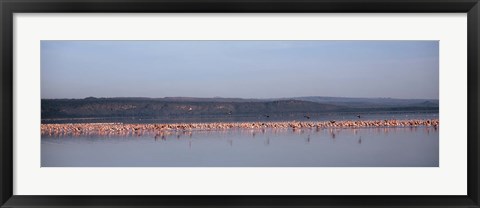 Framed Africa, Kenya, Lake Nakuru National Park, Lake Nakuru, Flamingo birds in the lake Print