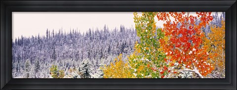 Framed Winter, Aspens, USA Print