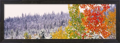 Framed Winter, Aspens, USA Print