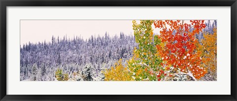 Framed Winter, Aspens, USA Print