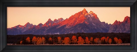 Framed Aspens, Teton Range, Grand Teton National Park, Wyoming, USA Print