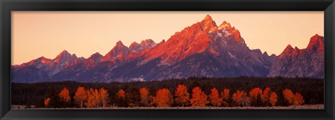 Framed Aspens, Teton Range, Grand Teton National Park, Wyoming, USA Print
