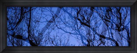 Framed Trees Print