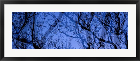 Framed Trees Print