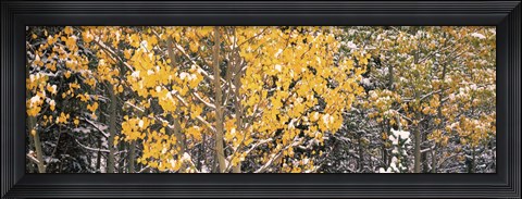 Framed Aspen trees in autumn, Grand Teton National Park, Wyoming, USA Print