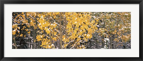 Framed Aspen trees in autumn, Grand Teton National Park, Wyoming, USA Print