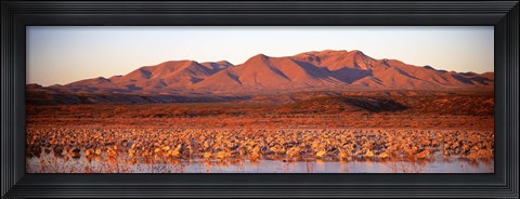 Framed Sandhill Crane, Bosque Del Apache, New Mexico, USA Print