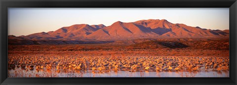 Framed Sandhill Crane, Bosque Del Apache, New Mexico, USA Print