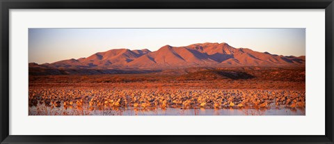 Framed Sandhill Crane, Bosque Del Apache, New Mexico, USA Print