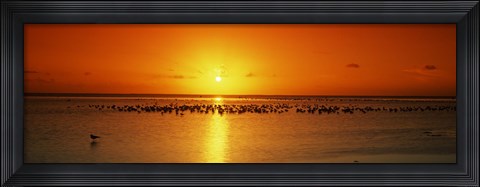 Framed Flock of seagulls on the beach at sunset, South Padre Island, Texas, USA Print