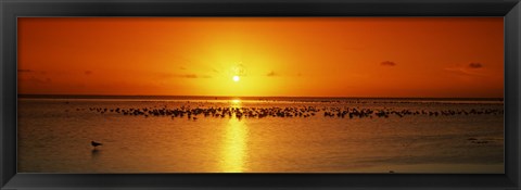 Framed Flock of seagulls on the beach at sunset, South Padre Island, Texas, USA Print