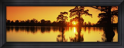 Framed Cypress trees at sunset, Horseshoe Lake Conservation Area, Alexander County, Illinois, USA Print