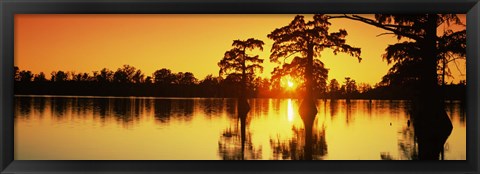 Framed Cypress trees at sunset, Horseshoe Lake Conservation Area, Alexander County, Illinois, USA Print