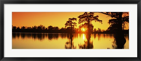 Framed Cypress trees at sunset, Horseshoe Lake Conservation Area, Alexander County, Illinois, USA Print