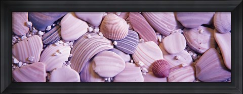 Framed Close-up of seashells Print