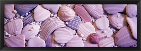 Framed Close-up of seashells Print