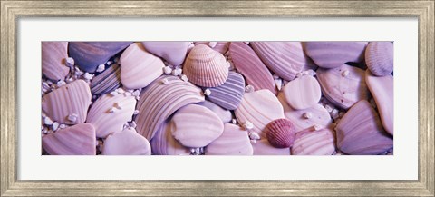 Framed Close-up of seashells Print