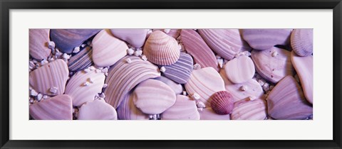 Framed Close-up of seashells Print