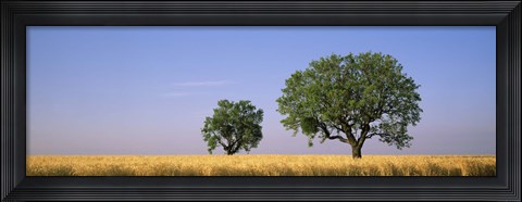 Framed Two almond trees in wheat field, Plateau De Valensole, France Print