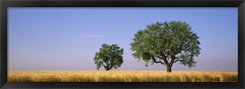 Framed Two almond trees in wheat field, Plateau De Valensole, France Print