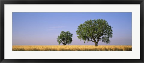 Framed Two almond trees in wheat field, Plateau De Valensole, France Print