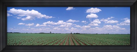 Framed Cornfield, Marion County, Illinois, USA Print
