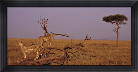 Framed View of two Cheetahs in the wild, Africa Print