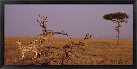 Framed View of two Cheetahs in the wild, Africa Print