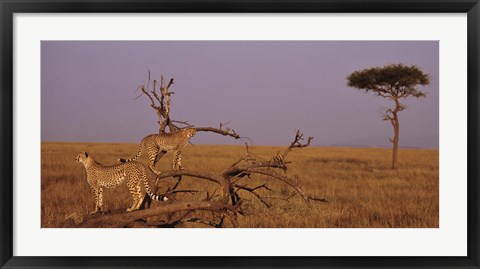 Framed View of two Cheetahs in the wild, Africa Print