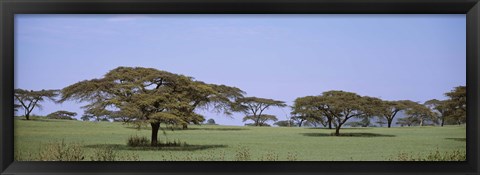 Framed Kenya, View of trees in flat grasslands Print