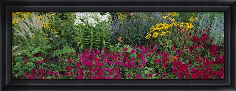 Framed Close-up of flowers in a garden Print