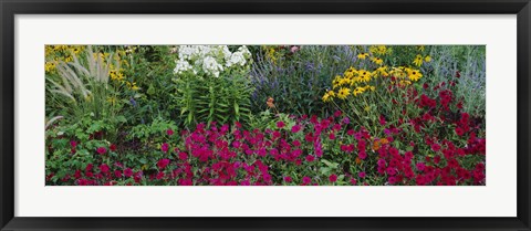 Framed Close-up of flowers in a garden Print