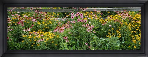 Framed Flowers in a garden Print