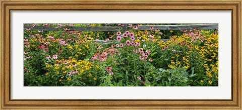 Framed Flowers in a garden Print