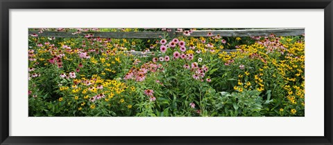 Framed Flowers in a garden Print