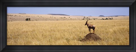 Framed Side profile of a Topi standing on a termite mound, Masai Mara National Reserve, Kenya Print