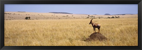 Framed Side profile of a Topi standing on a termite mound, Masai Mara National Reserve, Kenya Print