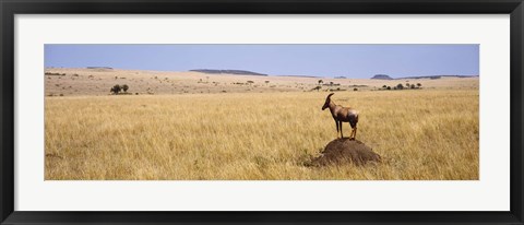Framed Side profile of a Topi standing on a termite mound, Masai Mara National Reserve, Kenya Print