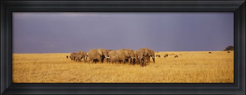 Framed Elephants of Masai Mara National Reserve, Kenya Print