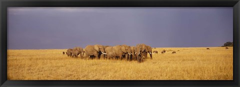 Framed Elephants of Masai Mara National Reserve, Kenya Print