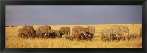 Framed Elephants on the Grasslands, Masai Mara National Reserve, Kenya Print