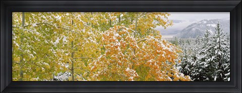 Framed Trees in a forest, Grand Teton National Park, Wyoming, USA Print