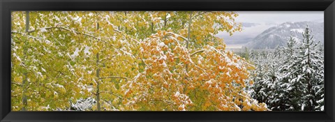 Framed Trees in a forest, Grand Teton National Park, Wyoming, USA Print