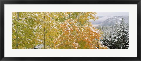 Framed Trees in a forest, Grand Teton National Park, Wyoming, USA Print